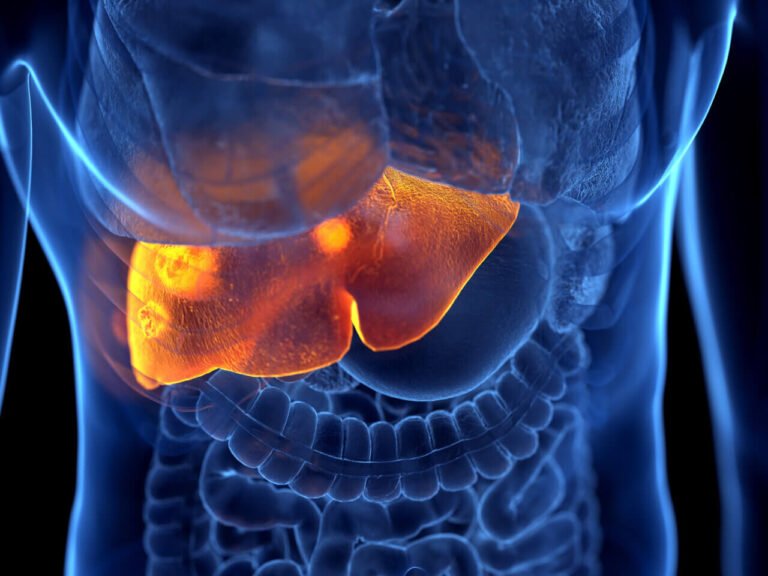 A 3D medical scan showing a glowing human liver inside the body representing the science backed process to reverse fatty liver naturally